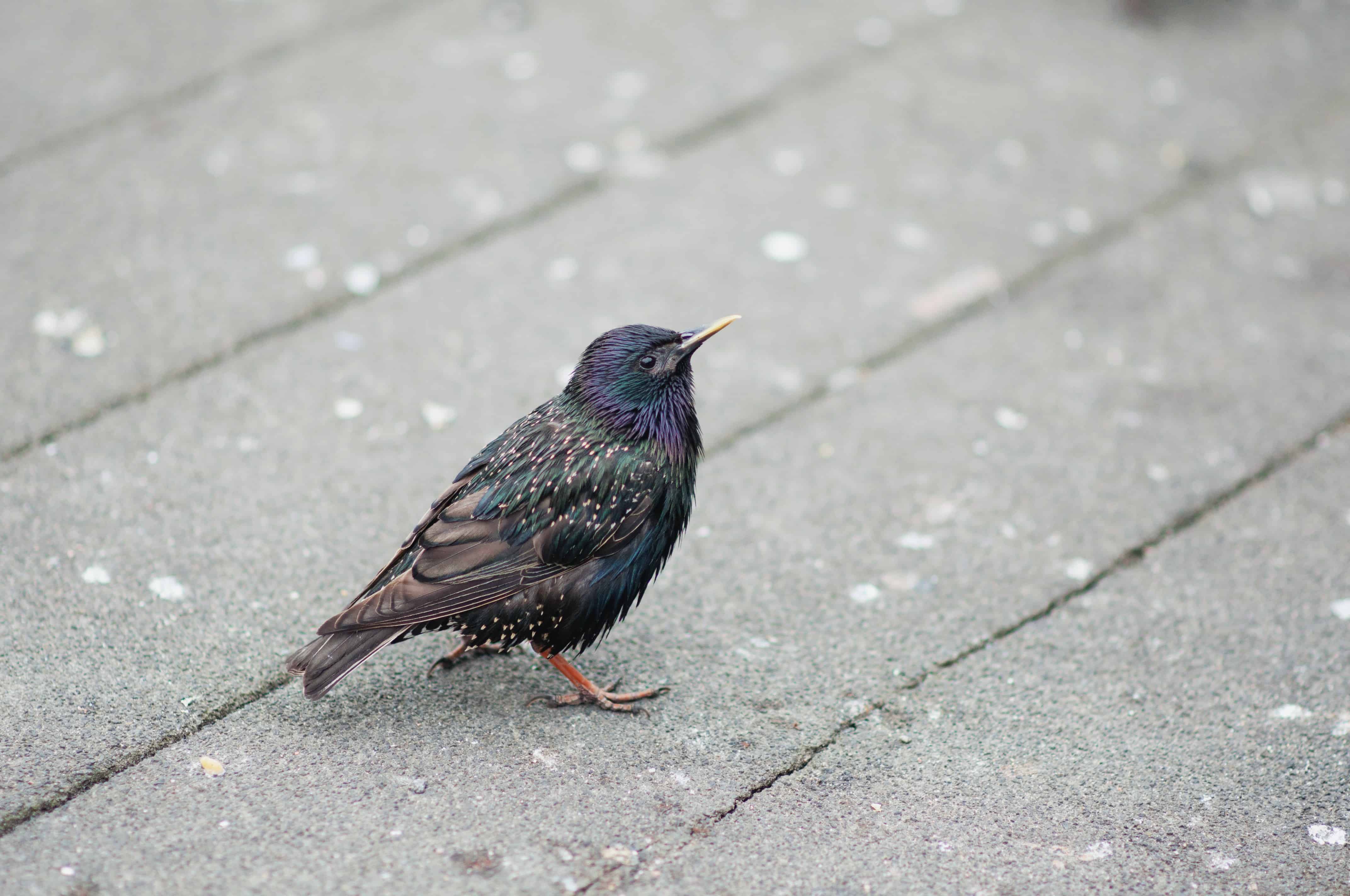 南投縣野鳥學會官網