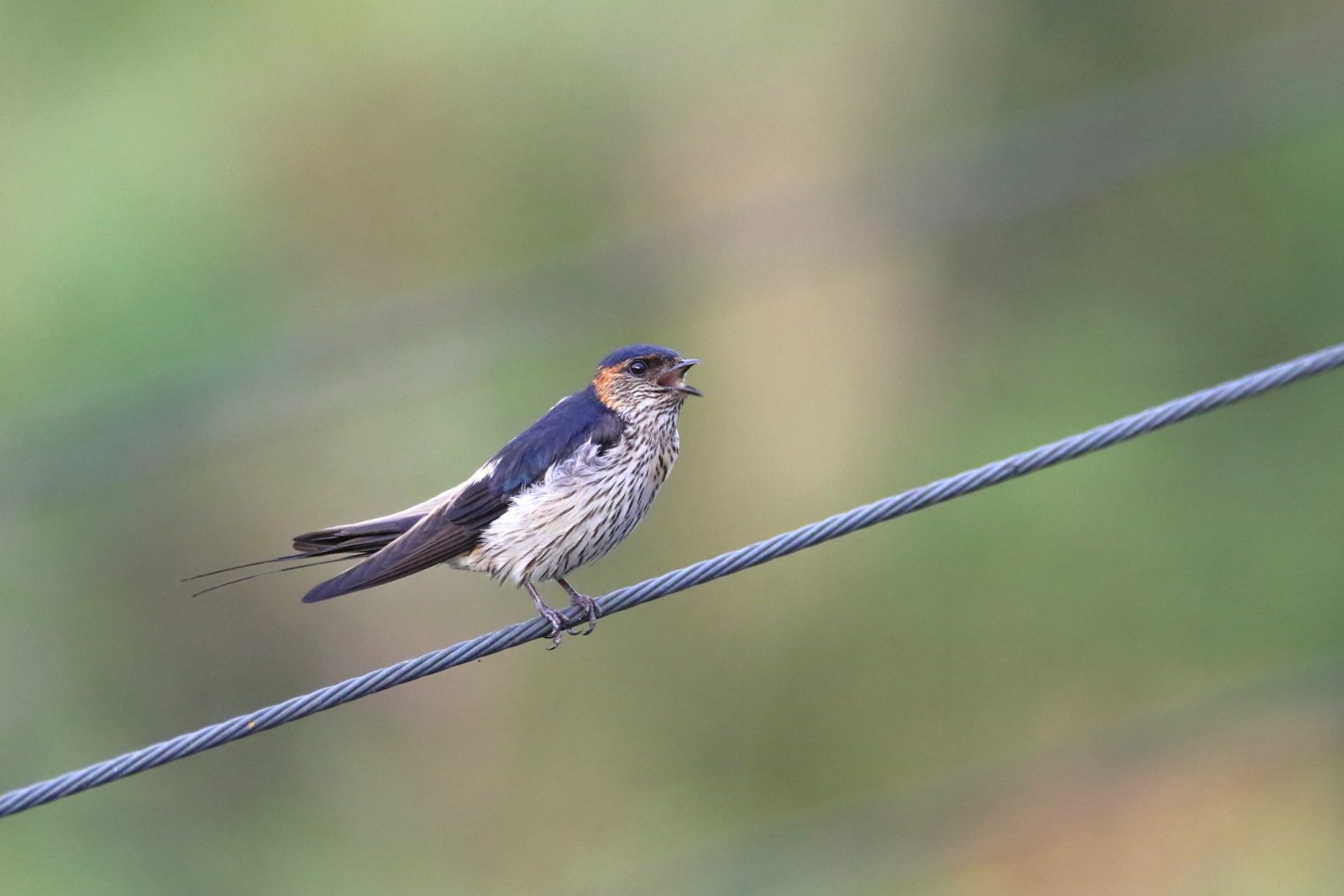 野鳥歸去來 —— 埔里鳥事隨談