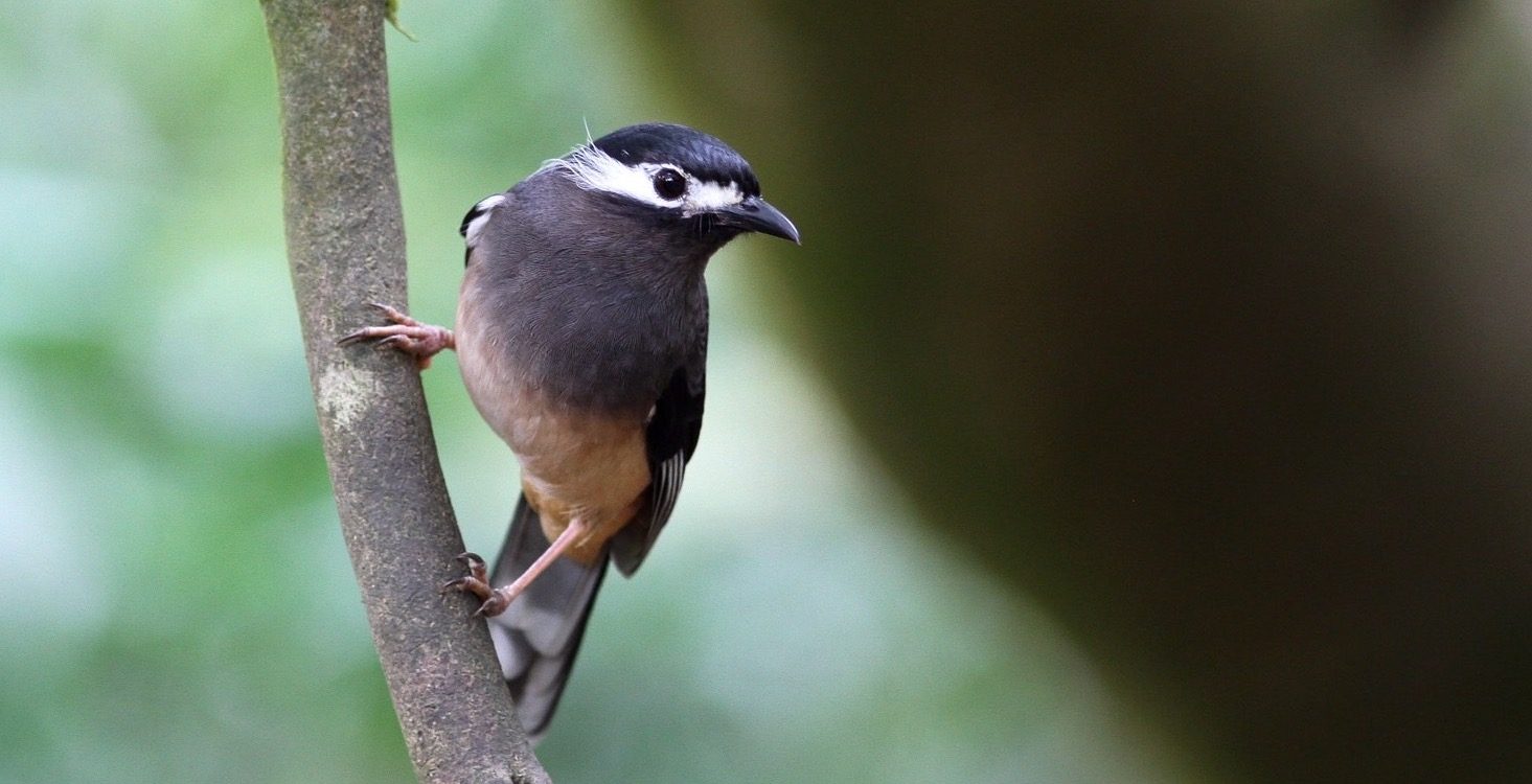 南投縣野鳥學會官網