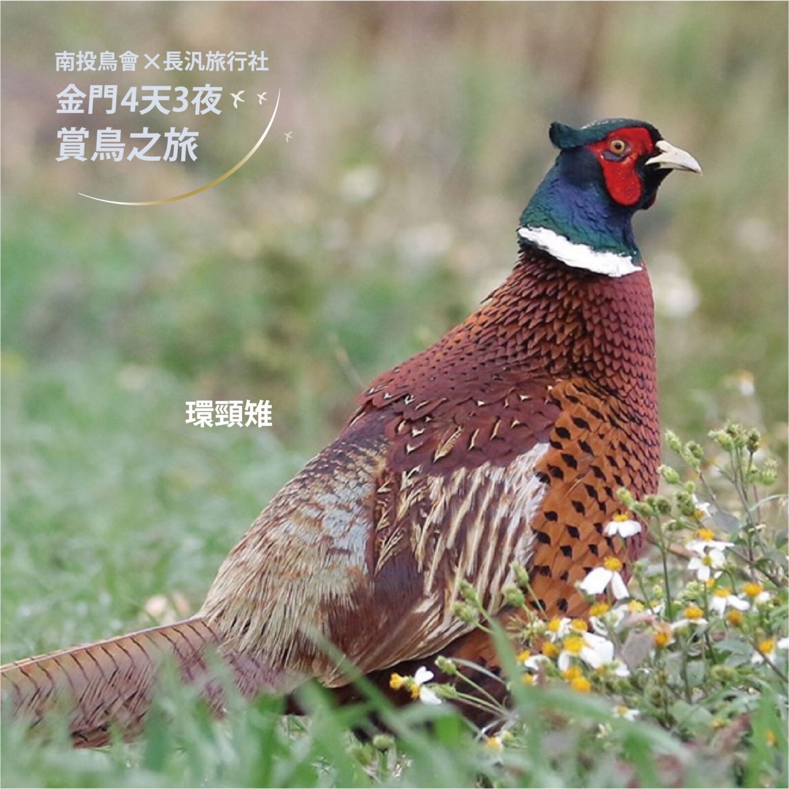 2022｜南投鳥會 金門賞鳥之旅｜上線囉！